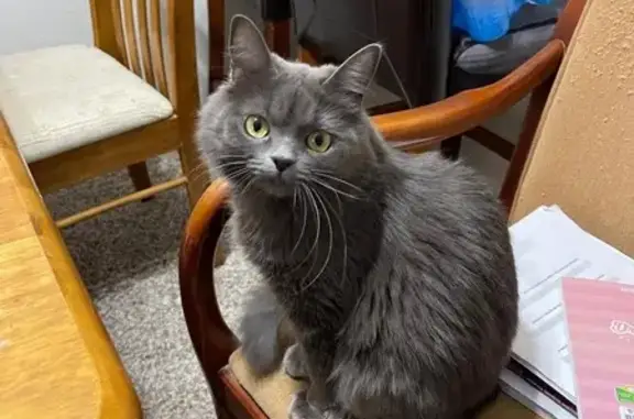 Lost Grey Cat in Whispering Meadows