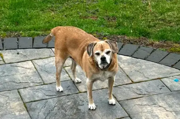 Lost: Blind Puggle on Crosskeys Rd