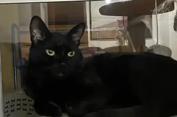 ¡Ayuda! Gato negro perdido en Sevilla