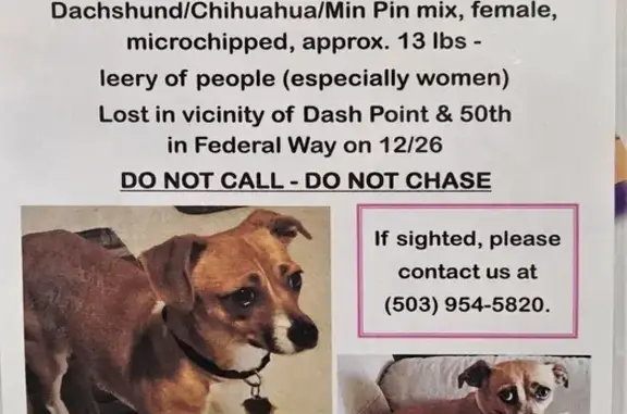 Lost Tan Dachshund Mix in Federal Way