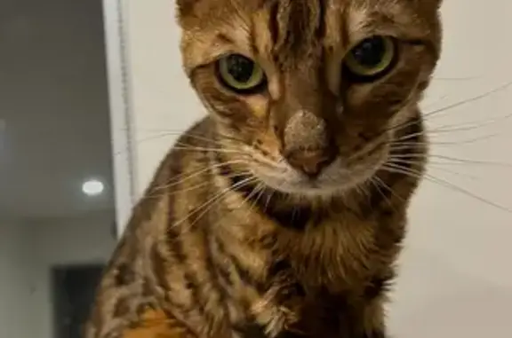 Lost Bengal Cat: Paw Paw in Brisbane