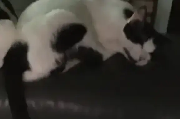 Missing Cat: White & Black, Kawana Ave