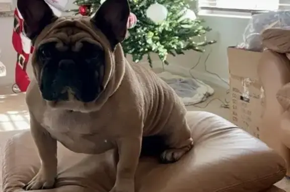 Lost French Bulldog: Taco on 47th Lane