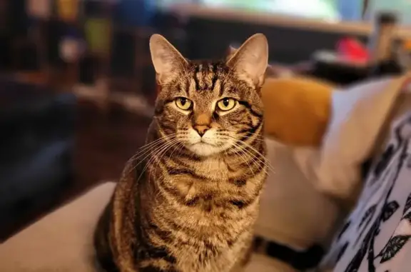 Lost Brindle Cat on 8th Ave, Federal Way