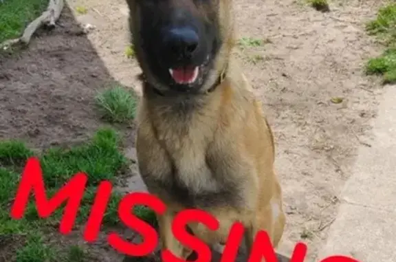 Lost Belgian Shepard: Help Find Groot!