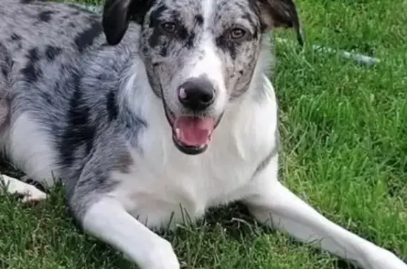 Chienne croisée perdue à Bully-les-Mines - photo