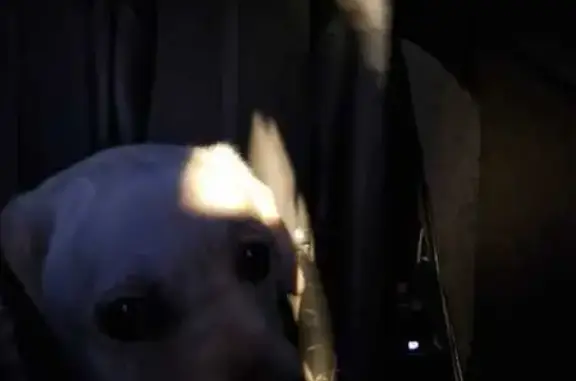 Chien trouvé Obenheim, photo: Chien trouvé à Obenheim ce matin