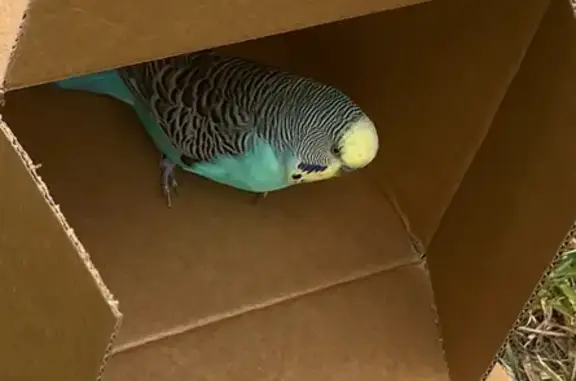 Friendly Budgie Found in Lethb...