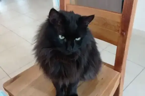 Chat noir perdu à Plougrescant, 13 ans - photo