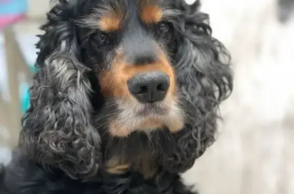 Chien perdu , photo : Cocker anglais noir feu perdu à Bouée