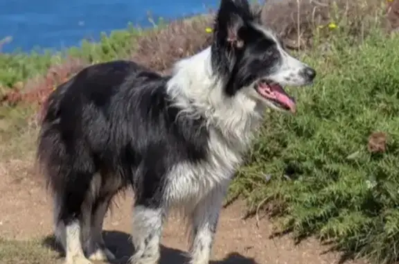 Chien perdu Villes-sur-Auzon, photo : Petite Border Collie perdue à Villes-sur-Auzon