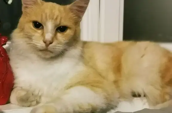 Chat Européen Roux & Blanc Disparu Jarnac - photo