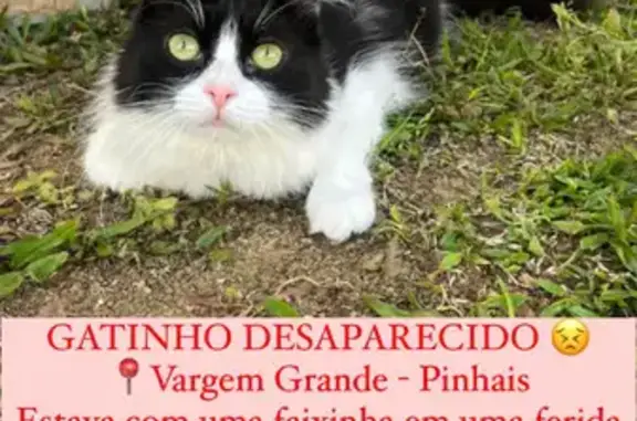 Gatinho Frajola, preto e branco, fugiu ontem a noite, não sai de casa, deve estar assustado, estava com uma faixinha enrolada próximo ao bumbum, pois estou tratando uma ferida, ele é microchipado, seu nome é Caetano, mas pode atender por gatinho.