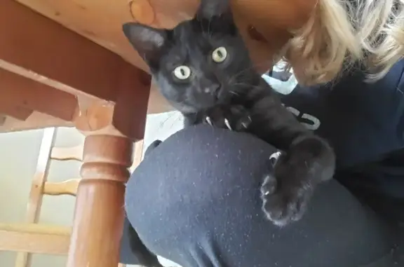 Animaux perdus , photo: Chat noir perdu, collier orange fluo