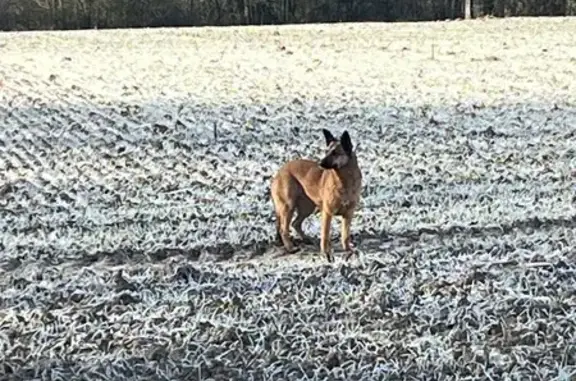 Animaux trouvés Jouy, photo: Chien craintif trouvé à Jouy, champ Ruzé
