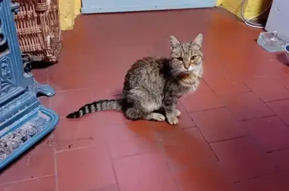 Chat trouvé , photo: Chatte tigrée maigre trouvée rue des Sources