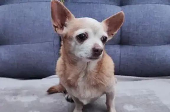 Chien trouvé Pézenas, photo: Chihuahua beige trouvé à Pézenas