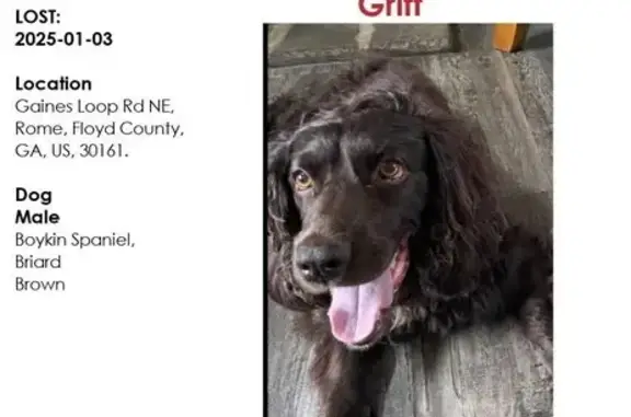 Missing: 12-Year-Old Boykin Spaniel