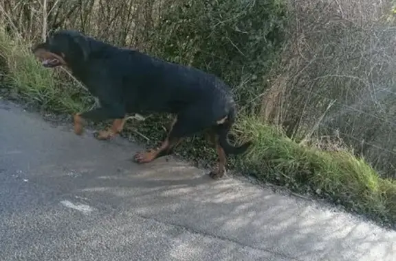 Chienne beauceron retrouvée à Wavrechain - photo