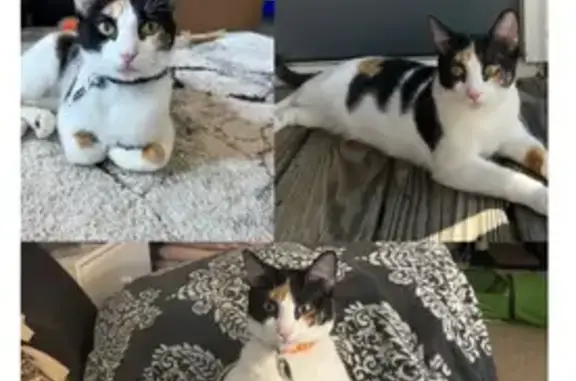 Lost Calico Cat: Help Find Her Now!