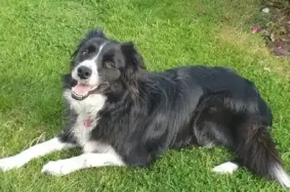 Chien perdu Sainte-Luce-sur-Loire, photo : Border collie perdue à Sainte-Luce-sur-Loire