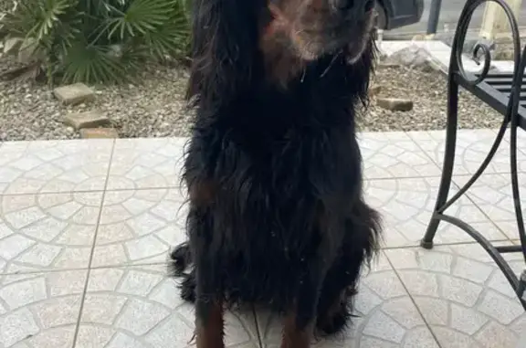 Setter Gordon trouvé à Mont-Saint-Éloi - photo