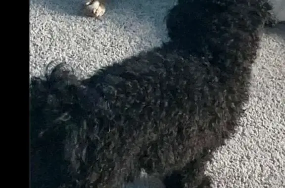 Lost Toy Poodle: Fluffy & Tuxedo-Clad