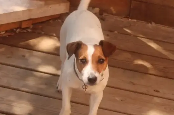 Jack Russel perdue à Saint-Pierre-de-Bat - photo