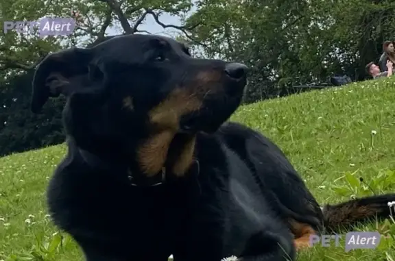 Chien perdu Dinéault, photo : Beauceron 10 ans perdu à Dinéault