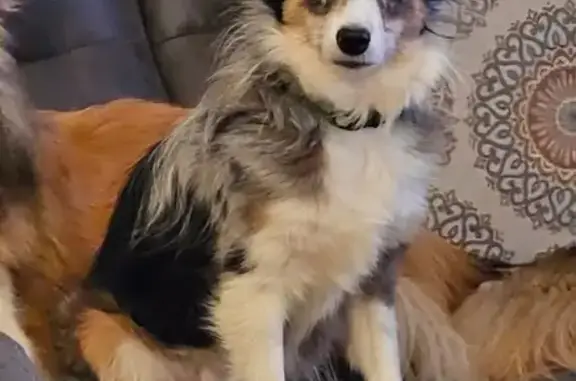 Lost Mini Aussie: Scared & Leashed