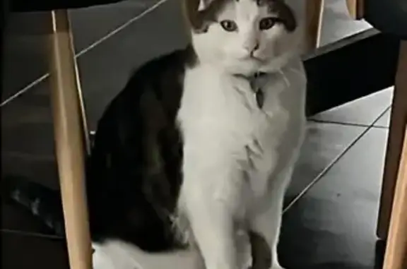 Chat perdu depuis le 31 décembre - photo