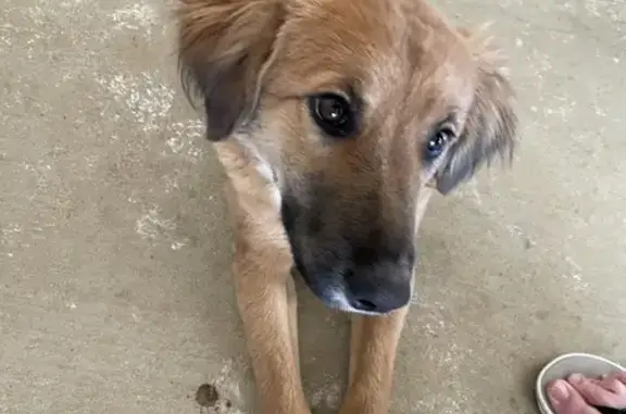 Sweet Young Pup Found: Help Her Home!