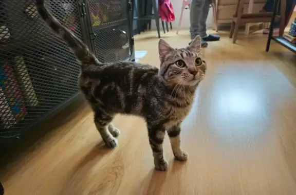 Joven Gato Atigrado Encontrado en Madrid