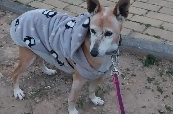 Perro encontrado , foto: Perra Mayor con Collar Hallada en Palomares
