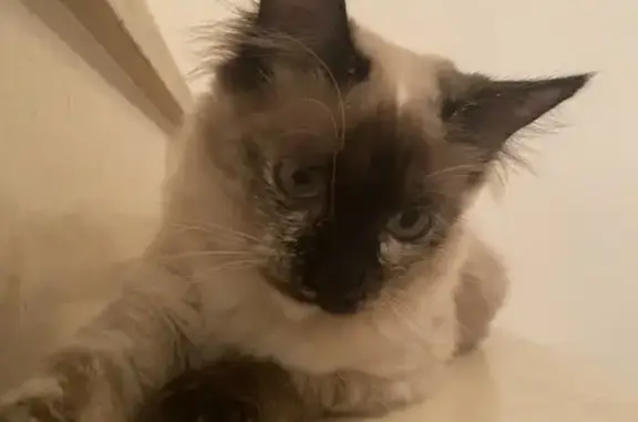 Gatos perdidos, , foto: ¡Gata Siamés Perdida en Bollullos!