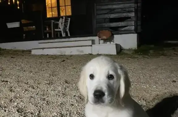 ¡Ayuda! Perro Golden Retriever Robado en Vélez-Málaga