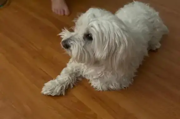 ¡Perdido! Bichón Maltés Blanco en Valdaracete