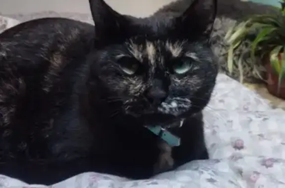 ¡Ayuda! Gatita Valira Perdida en Cataluña
