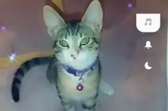 Animaux perdus Toulon, photo: Chatte tatouée Yuna perdue à Toulon