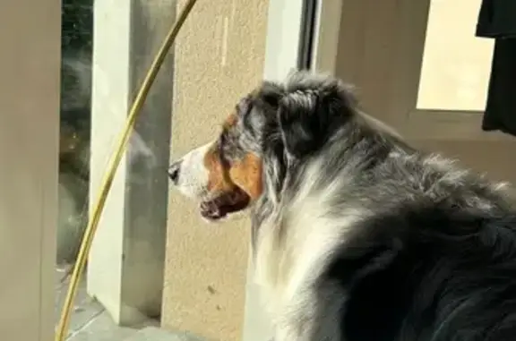 Chien perdu Le Lude, photo : Berger australien disparu au Lude