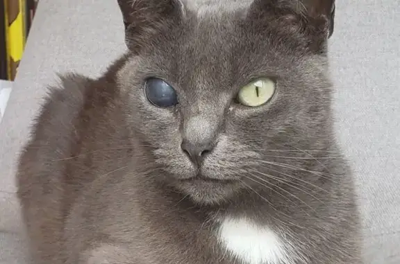 Chat perdu, La Chapelle-Thouarault, photo: Chatte grise perdue à La Chapelle-Thouarault
