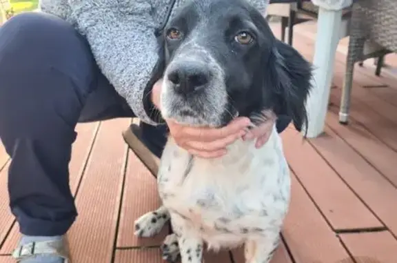 Chien trouvé , photo: Chienne trouvée noire et blanche, Corse