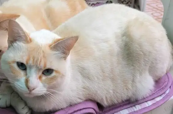 Gata blanca con manchas marrones perdida en Cartagena