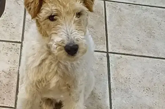 Chien perdu , photo : Fox terrier perdu à Cognat-Lyonne