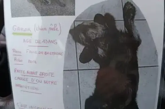 Chien perdu Saint-Paul-lès-Dax, photo : Chien fauve 13 ans perdu à Saint-Paul-lès-Dax