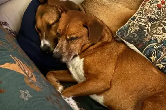 Chiens perdus: Morris et Marley, marron - photo