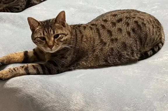 Lost Egyptian Mau: Sweetpea in Conway