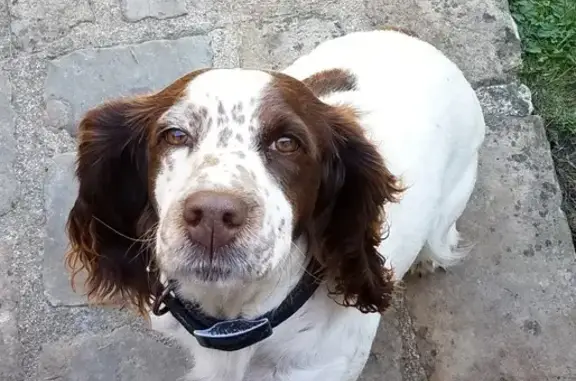 Chien perdu à Blois : Isis, sociable, craintive - photo