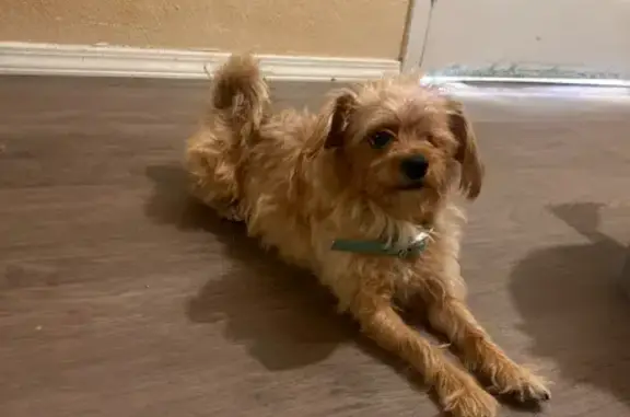 Lost Dog: One-Eyed Fluffy Brown Pup