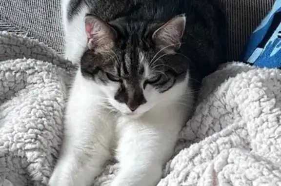 Chat européen perdu, blanc/tigré, rue Savoureuse - photo